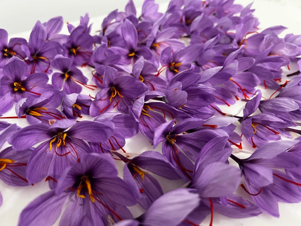 A close-up pile of purple saffron flowers with yellow centers and red stigmas on a white background.